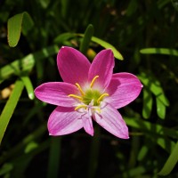 Photography - Flower of the month (Pink Flower)
